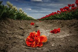 Champ de tulipes avec tulipes coiffées dans la tranchée