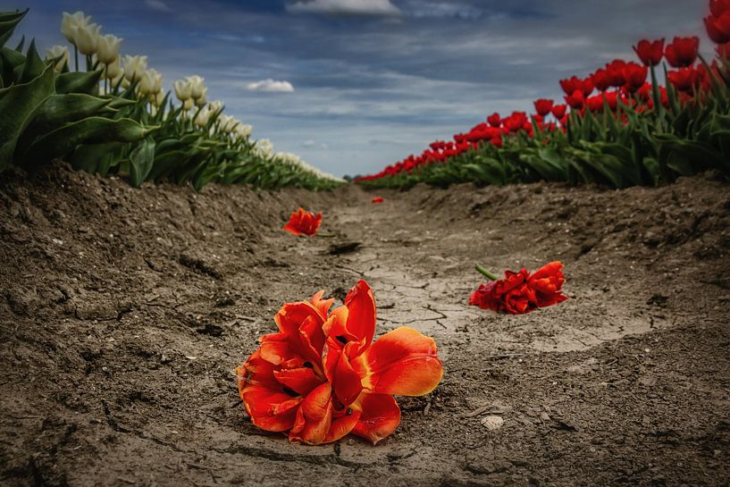 Champ de tulipes avec tulipes coiffées dans la tranchée par Marco Rutten
