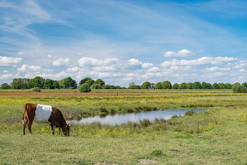 Lakenvelder koe graast in het Vechtdal in het voorjaar