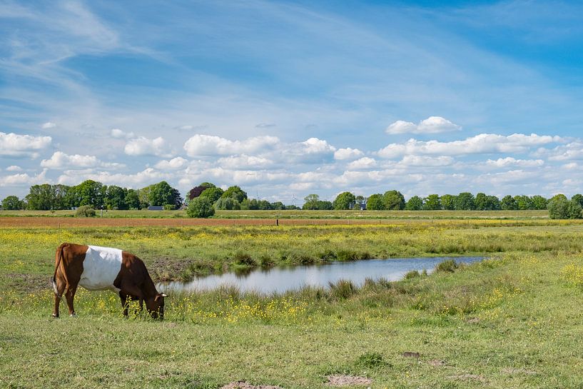 Lakenvelder koe graast in het Vechtdal in het voorjaar van Sjoerd van der Wal Fotografie