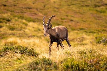 Capricorn on the Niederhorn by Reinier Holster