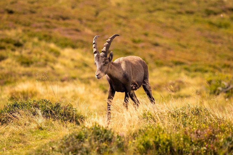 Capricorn on the Niederhorn by Reinier Holster