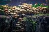 Magische paddenstoelen van Tim Abeln thumbnail