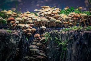 Magische paddenstoelen