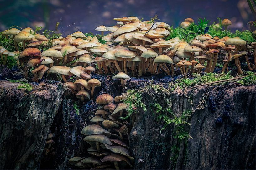 Magische paddenstoelen van Tim Abeln