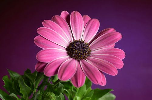 Gerbera, Blume