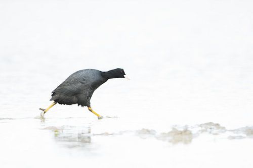 Coot with urgency
