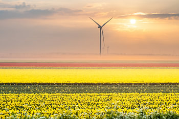 Tulpen und Windmühlen
