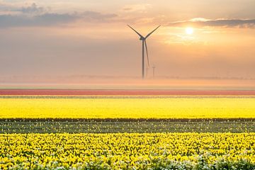 Tulips and windmills by Erwin Pilon