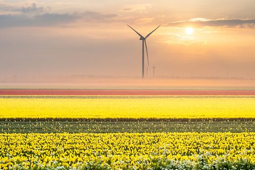 Tulips and windmills