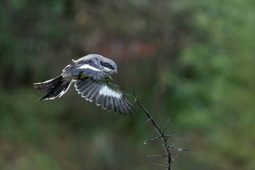 Shrike by Jan van Vreede