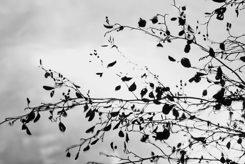 les dernières feuilles de novembre se reflètent dans l'eau par stewic_