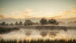 Trees in the morning mist