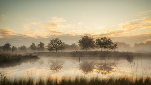Bomen in de ochtendnevel van Lex Schulte