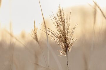 Een pluim! van SchumacherFotografie