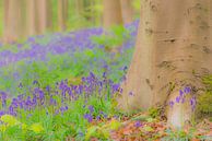 wilde hyacinten bloemen die in het voorjaar op de bosbodem groeien van Sjoerd van der Wal Fotografie thumbnail