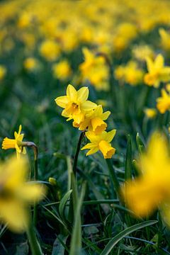 Beautiful daffodils on spring day. by Floyd Angenent