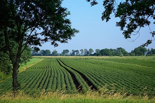 Velden met groeiende groenten