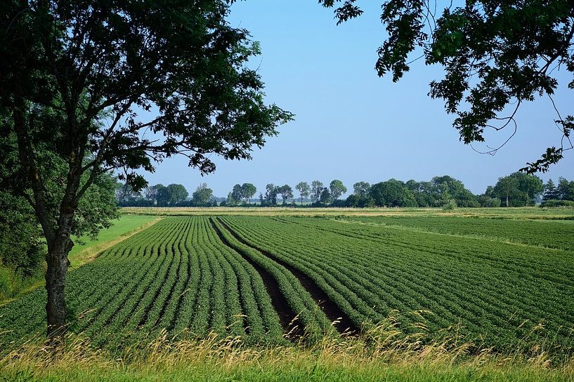 Fields of growing vegetables by Frank's Awesome Travels