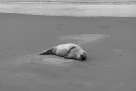 Bilder einer Kegelrobbe am Strand von Langeoog. von Bianca Meyering Fotos - BMF