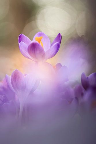 In the light of things