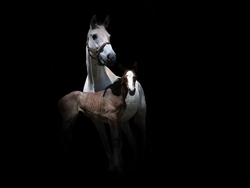 Mare with foal against a black background