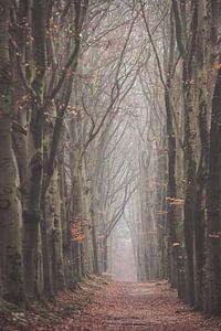 Nebliger Morgen im Wald auf dem Amerongseberg!