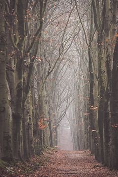 Nebliger Morgen im Wald auf dem Amerongseberg! von Peter Haastrecht, van