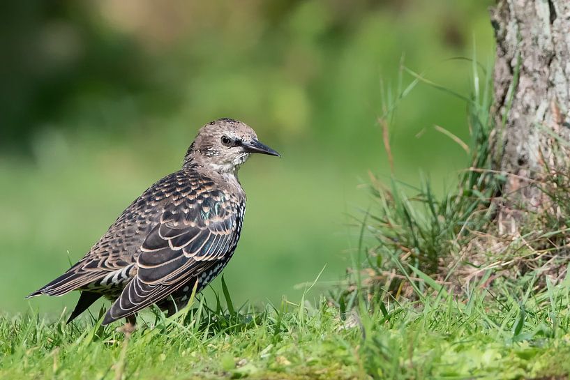 Starling in the grass by Petra Vastenburg