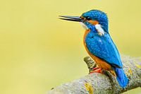 Kingfisher sitting on a branch overlooking a small pond