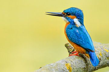 Kingfisher sitting on a branch overlooking a small pond by Sjoerd van der Wal Photography