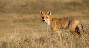 Curious red fox sur Robert Kok