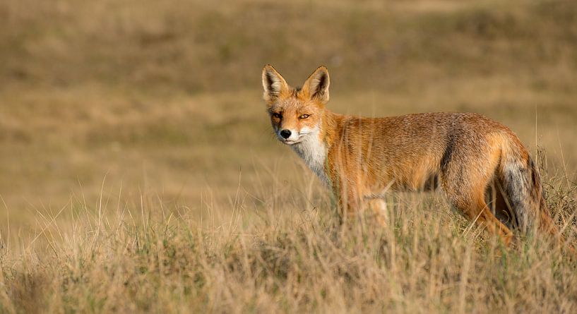 Curious red fox par Robert Kok