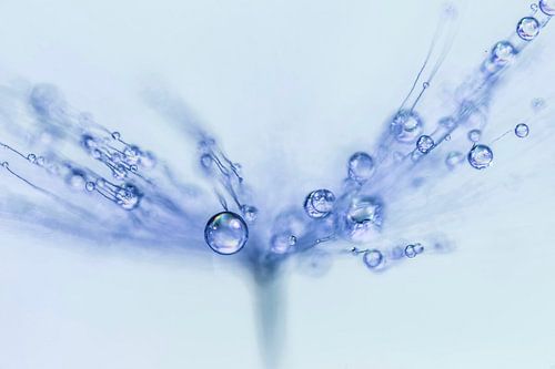 Micro druppeltjes op een pluisje