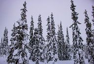 Besneeuwde bomen in Lapland van Lucas Planting thumbnail