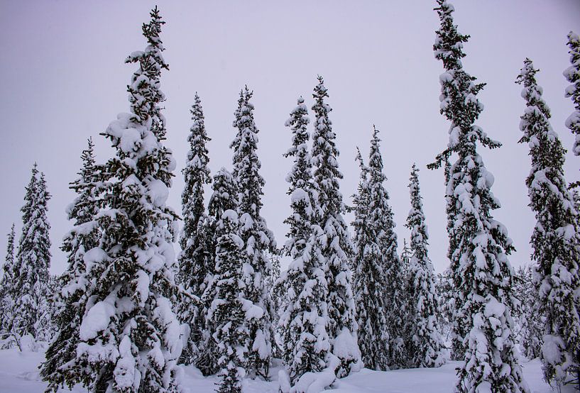 Besneeuwde bomen in Lapland van Lucas Planting