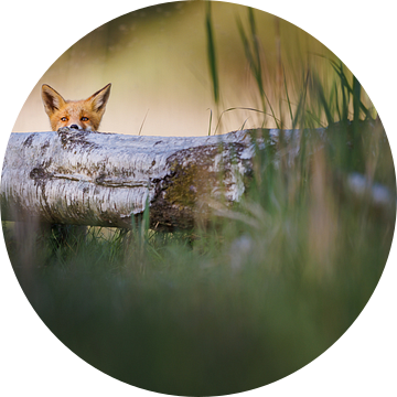 nieuwsgiere jonge vos