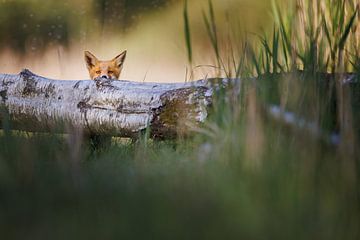 nieuwsgiere jonge vos