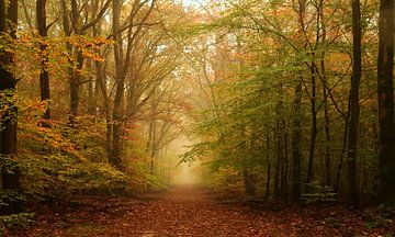 Herbstwald von John Leeninga