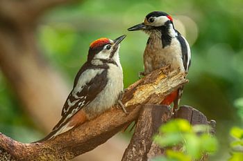 Le pic épeiche nourrit ses jeunes