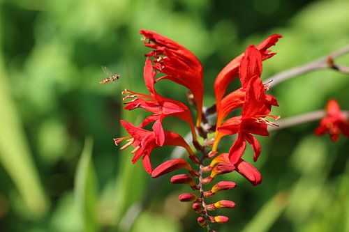 Wesp op rode bloem