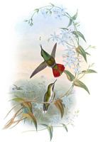 Feury-Tailed Avocet, John Gould