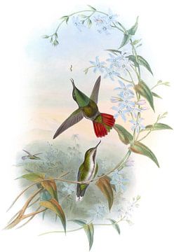 Fiery-tailed avocet, John Gould van Hummingbirds