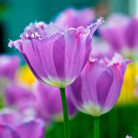 Paarse tulp von Marijke Scheers