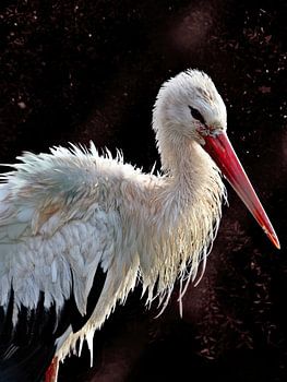Stork Art
