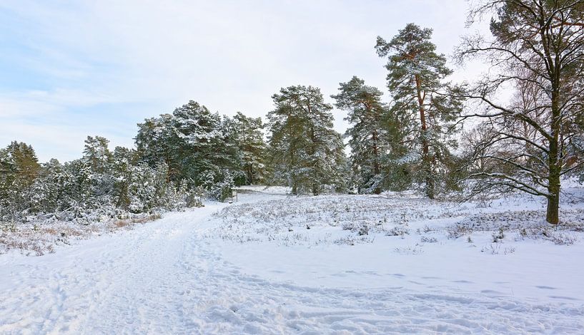 Winter op de heide - Lüneburger Heide van Gisela Scheffbuch