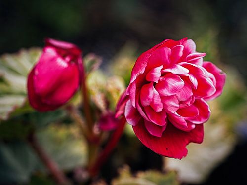 Begonia