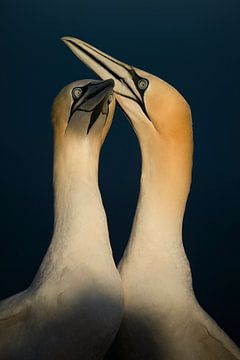 Gannet flock