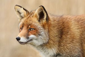 Renard (Vulpes vulpes)