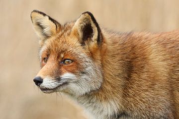 Vos (Vulpes vulpes) van Ronald Pol